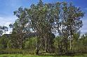 WT 0400 098-29 Australia